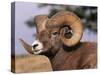 Rocky Mountain Bighorn Sheep, Ram, Jasper National Park, Alberta, USA-Lynn M. Stone-Stretched Canvas