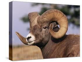Rocky Mountain Bighorn Sheep, Ram, Jasper National Park, Alberta, USA-Lynn M. Stone-Stretched Canvas