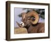 Rocky Mountain Bighorn Sheep, Ram, Jasper National Park, Alberta, USA-Lynn M. Stone-Framed Premium Photographic Print