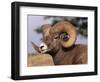 Rocky Mountain Bighorn Sheep, Ram, Jasper National Park, Alberta, USA-Lynn M. Stone-Framed Premium Photographic Print