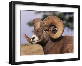 Rocky Mountain Bighorn Sheep, Ram, Jasper National Park, Alberta, USA-Lynn M. Stone-Framed Photographic Print