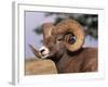 Rocky Mountain Bighorn Sheep, Ram, Jasper National Park, Alberta, USA-Lynn M. Stone-Framed Photographic Print