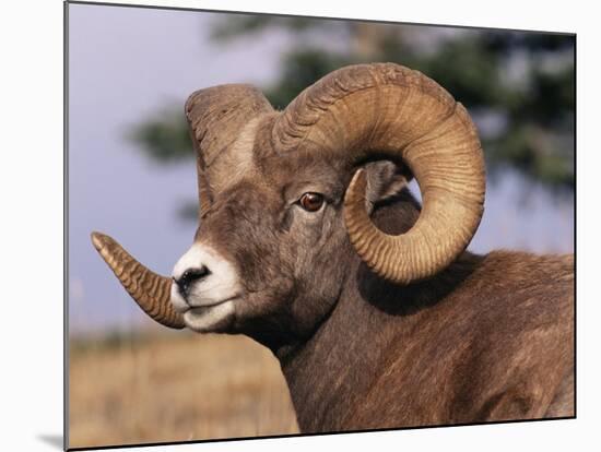 Rocky Mountain Bighorn Sheep, Ram, Jasper National Park, Alberta, USA-Lynn M. Stone-Mounted Photographic Print