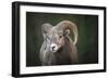 Rocky Mountain Bighorn Sheep Ram (Ovis canadensis), Jasper National Park, Alberta-Jon Reaves-Framed Photographic Print