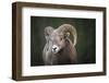 Rocky Mountain Bighorn Sheep Ram (Ovis canadensis), Jasper National Park, Alberta-Jon Reaves-Framed Photographic Print