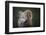 Rocky Mountain Bighorn Sheep Ram (Ovis canadensis), Jasper National Park, Alberta-Jon Reaves-Framed Photographic Print