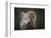 Rocky Mountain Bighorn Sheep Ram (Ovis canadensis), Jasper National Park, Alberta-Jon Reaves-Framed Photographic Print