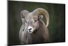 Rocky Mountain Bighorn Sheep Ram (Ovis canadensis), Jasper National Park, Alberta-Jon Reaves-Mounted Photographic Print