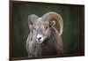 Rocky Mountain Bighorn Sheep Ram (Ovis canadensis), Jasper National Park, Alberta-Jon Reaves-Framed Photographic Print