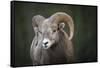 Rocky Mountain Bighorn Sheep Ram (Ovis canadensis), Jasper National Park, Alberta-Jon Reaves-Framed Stretched Canvas