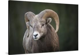 Rocky Mountain Bighorn Sheep Ram (Ovis canadensis), Jasper National Park, Alberta-Jon Reaves-Stretched Canvas