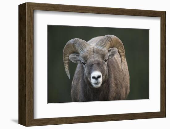 Rocky Mountain Bighorn Sheep Ram (Ovis canadensis), Jasper National Park, Alberta-Jon Reaves-Framed Photographic Print