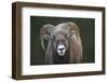 Rocky Mountain Bighorn Sheep Ram (Ovis canadensis), Jasper National Park, Alberta-Jon Reaves-Framed Photographic Print