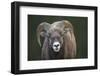 Rocky Mountain Bighorn Sheep Ram (Ovis canadensis), Jasper National Park, Alberta-Jon Reaves-Framed Photographic Print