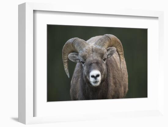 Rocky Mountain Bighorn Sheep Ram (Ovis canadensis), Jasper National Park, Alberta-Jon Reaves-Framed Photographic Print