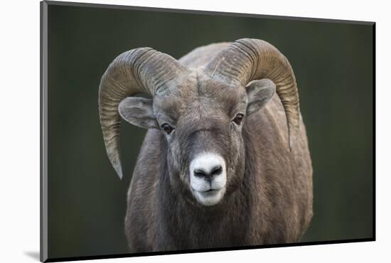 Rocky Mountain Bighorn Sheep Ram (Ovis canadensis), Jasper National Park, Alberta-Jon Reaves-Mounted Photographic Print