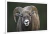 Rocky Mountain Bighorn Sheep Ram (Ovis canadensis), Jasper National Park, Alberta-Jon Reaves-Framed Photographic Print