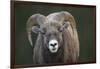 Rocky Mountain Bighorn Sheep Ram (Ovis canadensis), Jasper National Park, Alberta-Jon Reaves-Framed Photographic Print