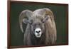 Rocky Mountain Bighorn Sheep Ram (Ovis canadensis), Jasper National Park, Alberta-Jon Reaves-Framed Photographic Print