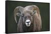 Rocky Mountain Bighorn Sheep Ram (Ovis canadensis), Jasper National Park, Alberta-Jon Reaves-Framed Stretched Canvas