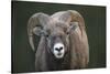 Rocky Mountain Bighorn Sheep Ram (Ovis canadensis), Jasper National Park, Alberta-Jon Reaves-Stretched Canvas