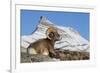 Rocky Mountain bighorn sheep ram, resting in the alpine country-Ken Archer-Framed Photographic Print