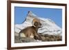 Rocky Mountain bighorn sheep ram, resting in the alpine country-Ken Archer-Framed Photographic Print