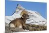 Rocky Mountain bighorn sheep ram, resting in the alpine country-Ken Archer-Mounted Photographic Print