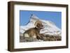 Rocky Mountain bighorn sheep ram, resting in the alpine country-Ken Archer-Framed Photographic Print