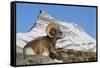 Rocky Mountain bighorn sheep ram, resting in the alpine country-Ken Archer-Framed Stretched Canvas