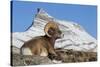 Rocky Mountain bighorn sheep ram, resting in the alpine country-Ken Archer-Stretched Canvas