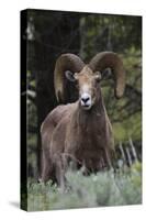 Rocky Mountain Bighorn Sheep Ram-Ken Archer-Stretched Canvas