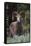 Rocky Mountain Bighorn Sheep Ram-Ken Archer-Framed Stretched Canvas