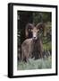 Rocky Mountain Bighorn Sheep Ram-Ken Archer-Framed Premium Photographic Print