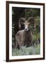 Rocky Mountain Bighorn Sheep Ram-Ken Archer-Framed Premium Photographic Print