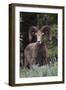 Rocky Mountain Bighorn Sheep Ram-Ken Archer-Framed Photographic Print