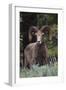 Rocky Mountain Bighorn Sheep Ram-Ken Archer-Framed Photographic Print