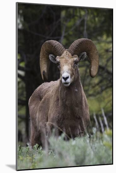 Rocky Mountain Bighorn Sheep Ram-Ken Archer-Mounted Photographic Print