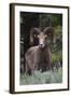 Rocky Mountain Bighorn Sheep Ram-Ken Archer-Framed Photographic Print