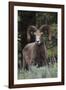 Rocky Mountain Bighorn Sheep Ram-Ken Archer-Framed Photographic Print