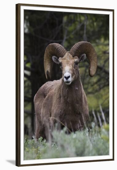 Rocky Mountain Bighorn Sheep Ram-Ken Archer-Framed Premium Photographic Print