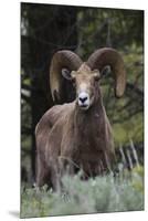 Rocky Mountain Bighorn Sheep Ram-Ken Archer-Mounted Premium Photographic Print