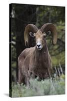 Rocky Mountain Bighorn Sheep Ram-Ken Archer-Stretched Canvas