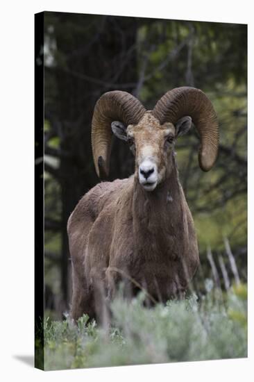 Rocky Mountain Bighorn Sheep Ram-Ken Archer-Stretched Canvas