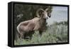 Rocky Mountain Bighorn Sheep Ram-Ken Archer-Framed Stretched Canvas