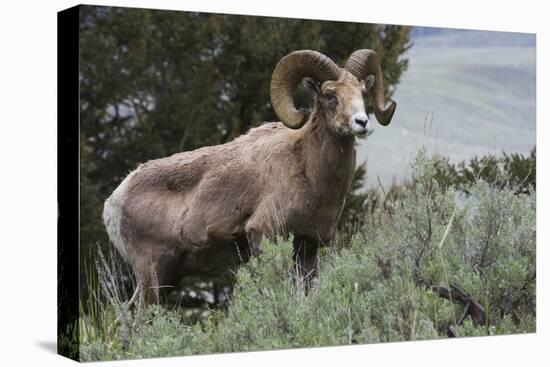 Rocky Mountain Bighorn Sheep Ram-Ken Archer-Stretched Canvas