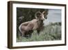 Rocky Mountain Bighorn Sheep Ram-Ken Archer-Framed Photographic Print