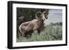 Rocky Mountain Bighorn Sheep Ram-Ken Archer-Framed Photographic Print