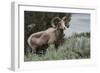 Rocky Mountain Bighorn Sheep Ram-Ken Archer-Framed Photographic Print