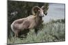 Rocky Mountain Bighorn Sheep Ram-Ken Archer-Mounted Photographic Print